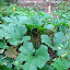 Black Beauty Zucchini Squash