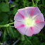 Unidentified Flowering Vine 3