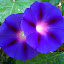 Morning Glory