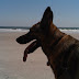 IMG00220-20100608-1145.jpg