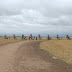 Leaving Cadillac Ranch