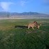 The dogs playing at the track