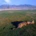 The dogs playing at the track