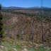 Downed trees in Yellowstone