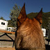 Rikka's ears in WY