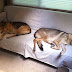 Rikka & Rainah still asleep at 9AM