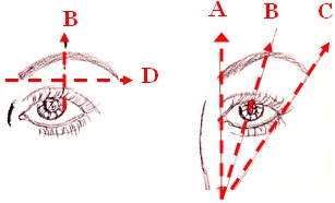 [eyebrow-shape[5].jpg]