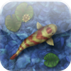 Koi Pond Koi Pond
