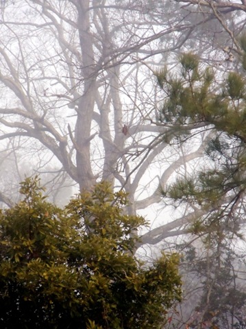 [Mist in the treetops[5].jpg]