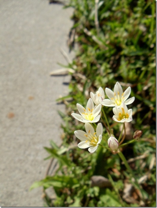 sidewalk flower