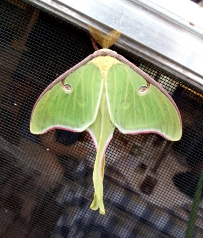 [luna moth three[6].jpg]