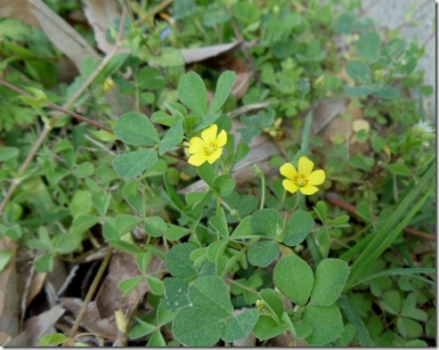 yellow flowering clover