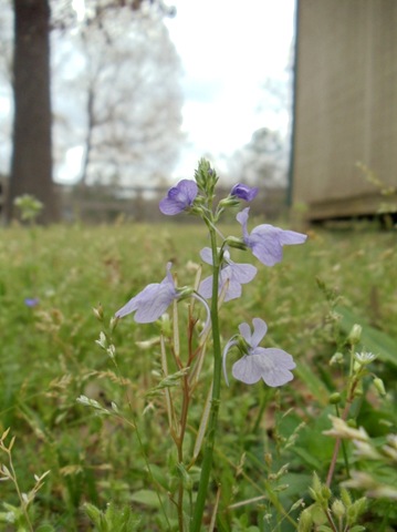 [purplewildflower6.jpg]