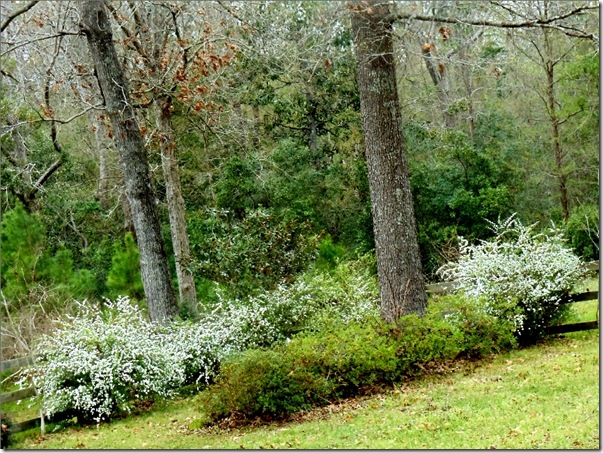 Our white bushes in bloom