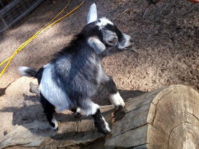 [frisky baby goat[4].jpg]