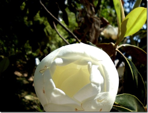 magnolia ball