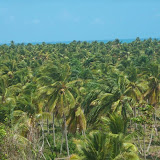 Una alfombra de palmas de coco - vista desde la colina del Rancho la Cueva hacia la Playa Limon - El Cedro, Miches, Dominican Republic - http://www.rancholacueva.com