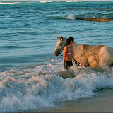 Caballos - Ecoturismo en la Playa Limon - El Cedro, Miches, Republica Dominicana - Safaris organizado por el Rancho La Cueva, mas infos: http://www.rancholacueva.com