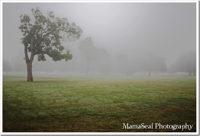 Tree in Fog 2 Tree in Fog 2
