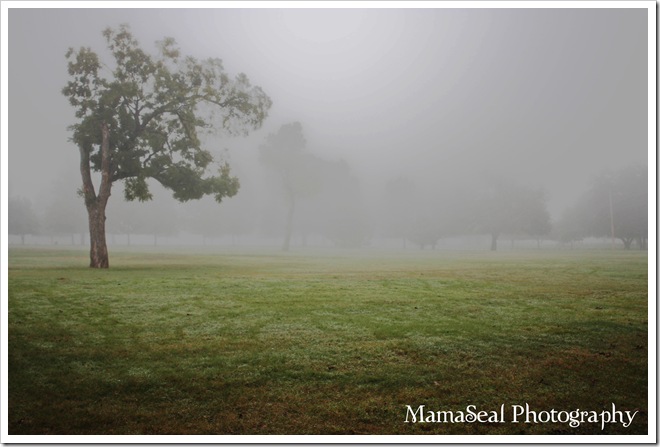 Tree in Fog 2