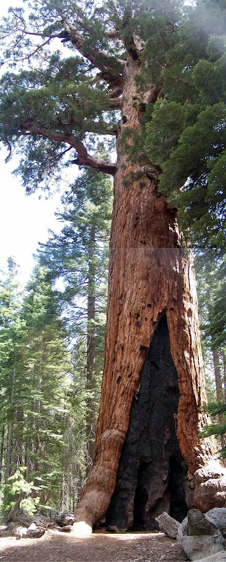 Yosemite - Le Grizzly Giant (clic pour agrandir) Yosemite - Le Grizzly Giant
