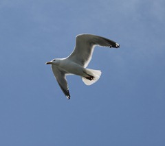 IMG_3778