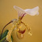 Lady Slipper Orchid