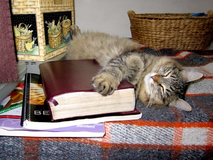 [felina3[10].jpg]
