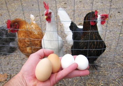 [chicegg[3].jpg]