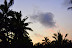 Hawaiian sunset, sillhouetted palms, sliver moon. 