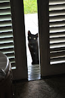 Little black resort kitty wants to come in. Hapuna Beach Prince Resort. Photo by Lisa Callagher Onizuka