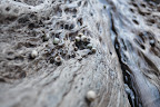 Tiny snails on beach log. 