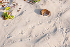 Coconut hull and bird tracks in fine, warm beach sand. 