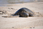 Sleeping sea turtle (Honu) basking on beach in Hawaii. Photo by Lisa Callagher Onizuka