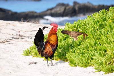 Beach rooster watching out for his Hawaiian hen. Photo by Lisa Callagher Onizuka