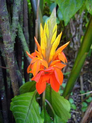 Tropical flower at Hawaii Tropical Botanical Garden near Hilo (htbg.com). 