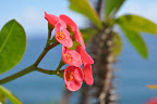 Flower macro. Hawaii. Photo by Lisa Callagher Onizuka