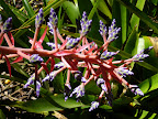 Tropical flower (Hawaii Tropical Botanical Garden near Hilo - htbg.com) Photo by Raymond Chambers