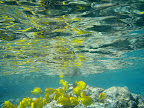 Yellow Butterfly fish. Snorkeling in Hawaii. 