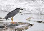 Black-crowned Night Heron (Auku'u in Hawaiian). Photo by Lisa Callagher Onizuka