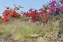 Even more bougainvillea. Near Kona, Hawaii. 