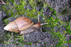 Hawaiian land snail with cone shell. Photo by Lisa Callagher Onizuka