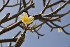 Lovely fragrant plumeria, most of them without leaves at the end of January. Kona, Hawaii. Photo by Lisa Callagher Onizuka