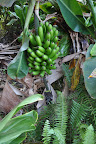 Bananas growing in Hawaii. 