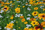 Field of flowers - black eyed susan, yarrow