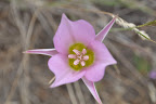 Mariposa lily - Boise foothills
