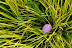 Pink Easter egg waiting in the grass