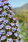 Big bee on big purple flower
