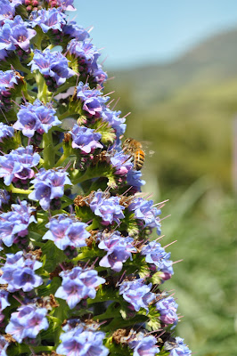 Big bee on big purple flower