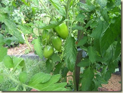 More Tomatoes 011
